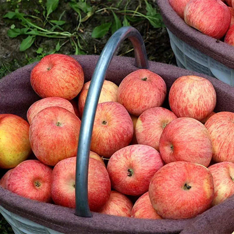 Jingxiansheng Xinjiang Aksu apples 9 pounds packed single fruit 75mm+ fresh fruit direct from the source with free shipping