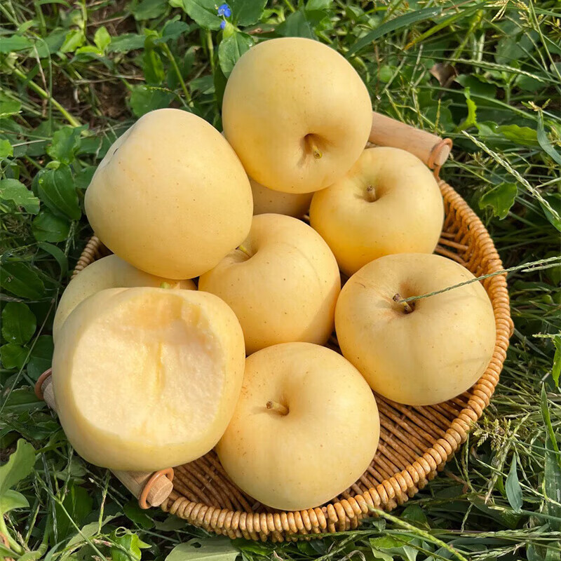 Authentic Shandong Yantai Creamy Fuji Apple Crisp, Sweet and Juicy 4.5-5kg 60-90mm