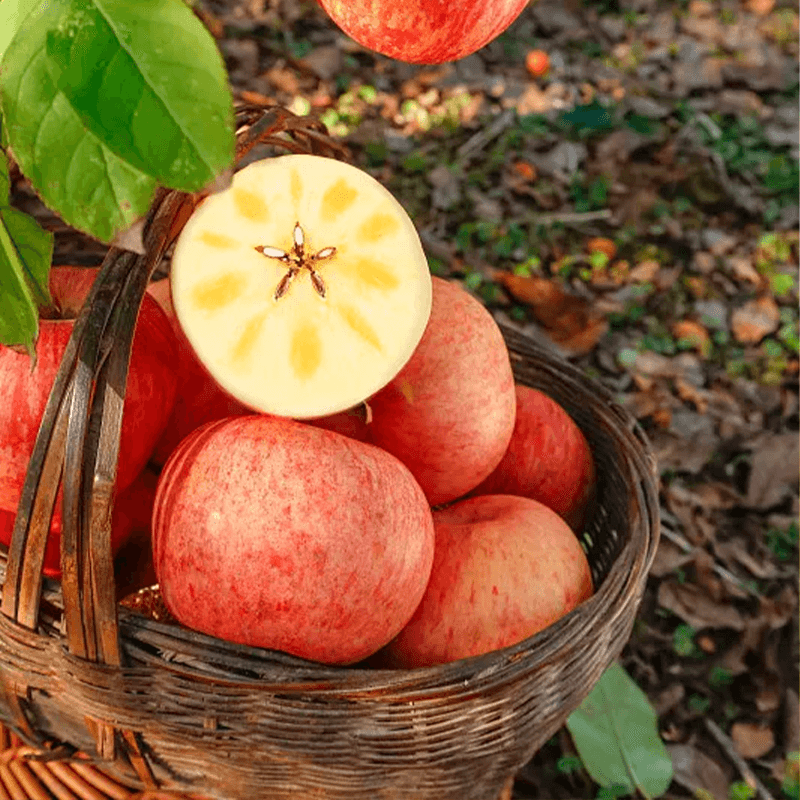 Jingxiansheng Guardian Red Apple Gansu Desert Rock Candy Heart 4 pieces gift box single fruit 80mm+ direct from the source with free shipping