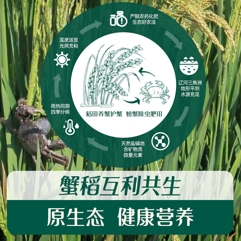 Engnice Infant Crab Rice Cake Kiwi Fruit Flavor Baby Snacks Teething Biscuits 48g crispy and nutritious to soothe babies