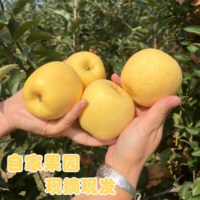 Authentic Shandong Yantai Creamy Fuji Apple Crisp, Sweet and Juicy 4.5-5kg 60-90mm