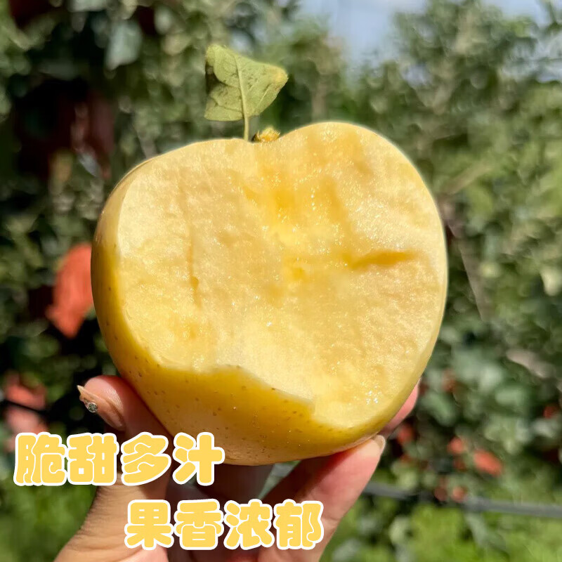 Authentic Shandong Yantai Creamy Fuji Apple Crisp, Sweet and Juicy 4.5-5kg 60-90mm