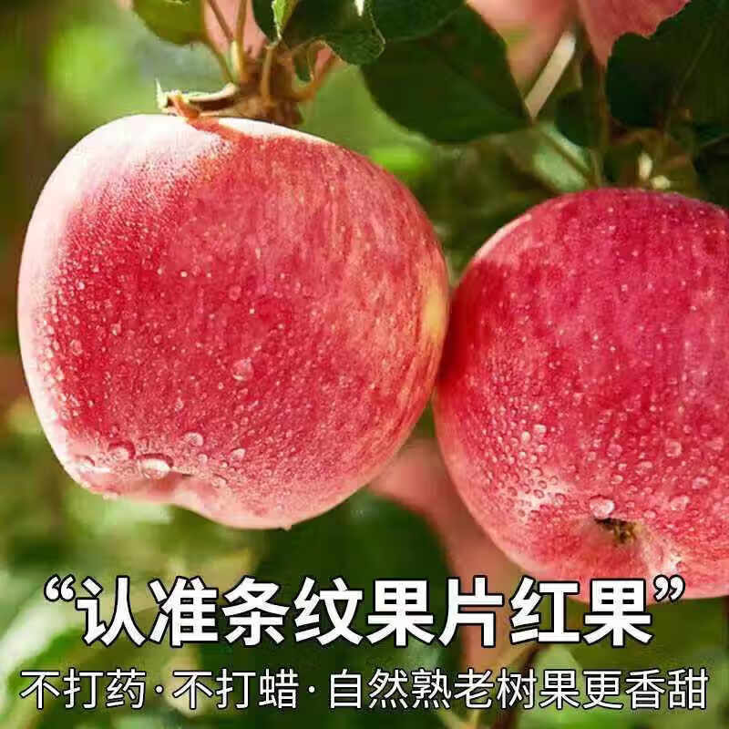 Uncle Sam's Authentic Rock Candy Red Fuji Apple Shanxi Seasonal Fruit Seasonal Fresh Whole Box New Year's Fruit Gift Box 12A Grade Scarce Fruit King | 90mm+ Sweetest 5kg Popular Recommendation - 80% Choice Net 4.5kg