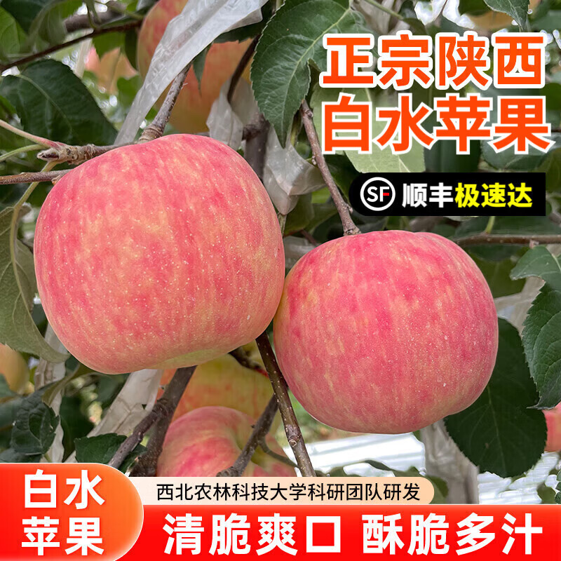 Jiaogui Shaanxi Baishui Ruixue Apple SF - Door-to-Door Delivery Fuji Apple Fruit Gift Box 24 Pieces 80mm Selected Fruit (Variety Fuji) SF Direct Shipping from Origin