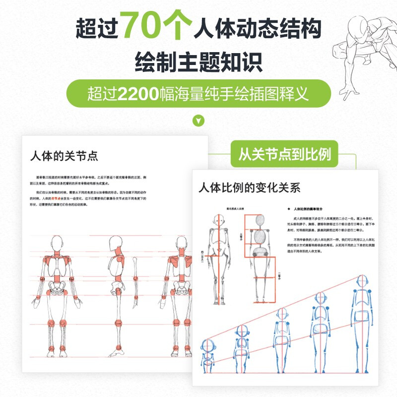 Principles of human body structure and painting teaching Xiao Weichun A zero-based introduction to human body structure modeling painting Free human body dynamic poster + video