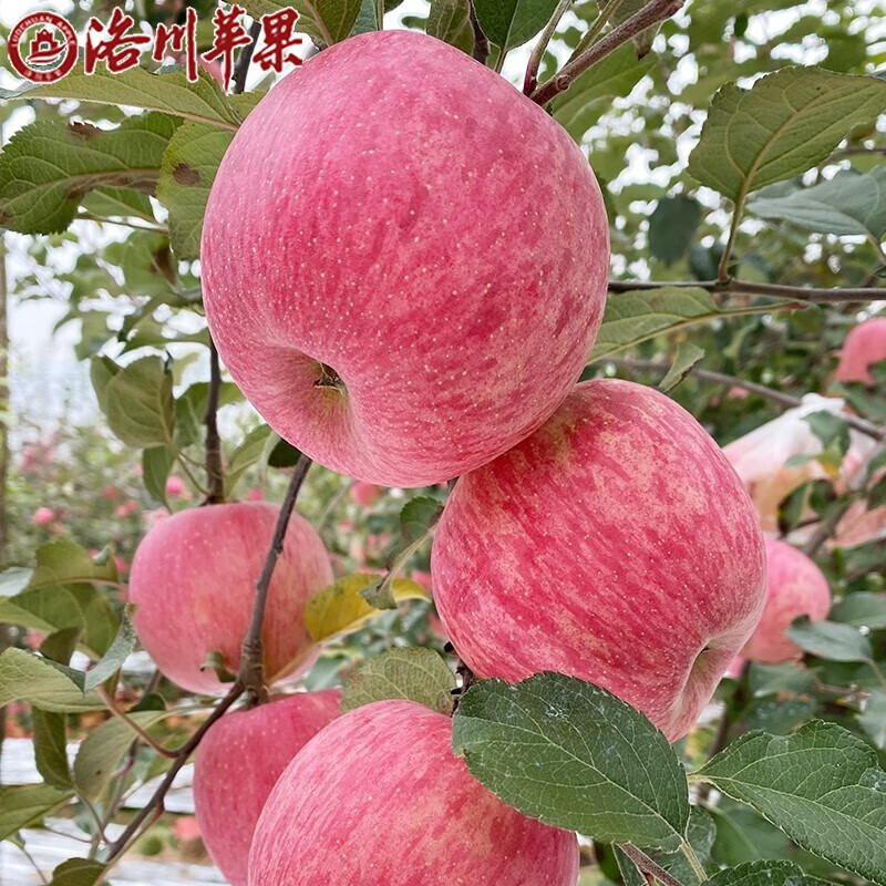 Luochuan Apple, Shaanxi Yan'an specialty Red Fuji seasonal apple fruit gift box, fresh apples, fresh, crispy and sweet, whole box wholesale, net weight 8.5 catties, 70-75mm color box, hot sale