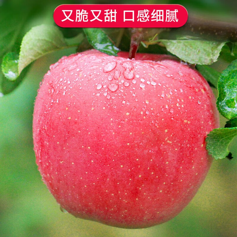 Jingning Apple SF Home Gansu Red Fuji Apple Fruit Fresh Seasonal Jingning Apple 10-12 Pieces 90-100mm Net Weight 8 Jin Strictly Selected Pack