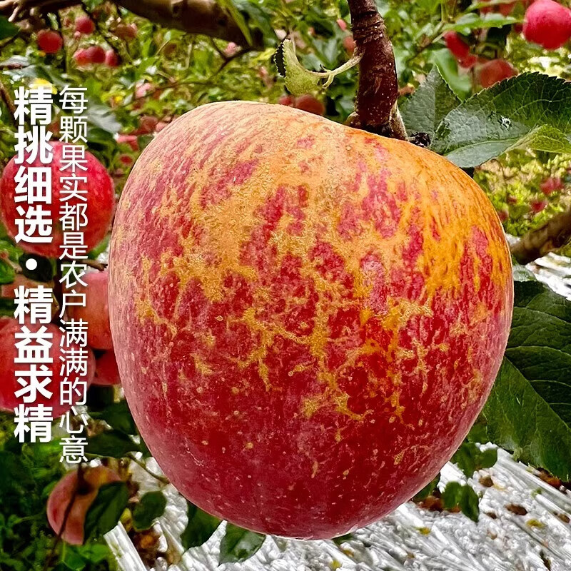 Jingmi Sichuan Daliangshan Ugly Apple, 8 pounds net, single fruit 80mm+, fresh fruit rock candy heart apple, straight from the source