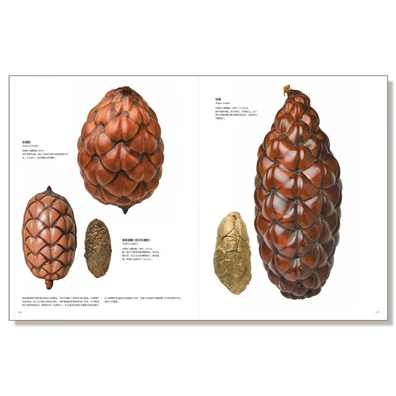 Infinitely Xiaoliang recommends an illustrated book of incredible fruit seeds in the world (free seed crystal pendant)