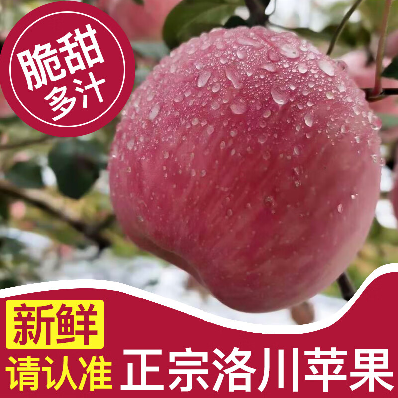 Baoxiansheng Authentic Shaanxi Luochuan Apple Red Fuji Crisp, Sweet and Juicy Seasonal Fresh Fruit for Pregnant Women Whole Box of Fresh Ugly Apples 85-90mm with box 10 jins (net weight 8.8 jins)