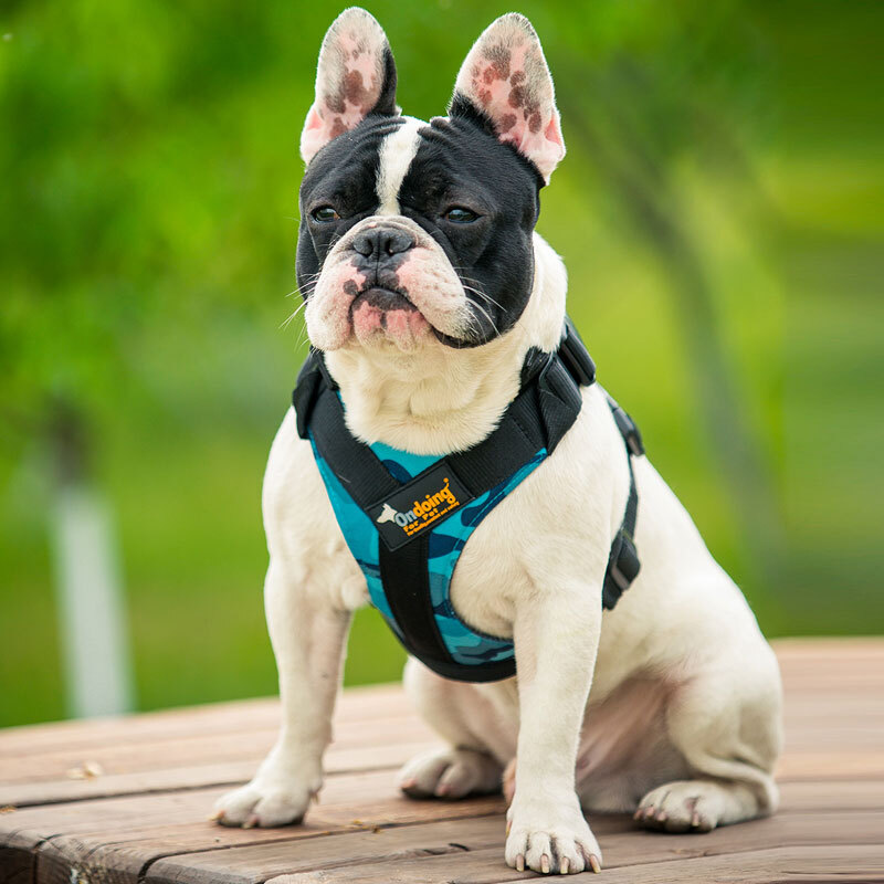 chain dog harnesses for large dogs