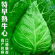 Chunfeng Extra Large Beef Heart Cabbage Seeds Cabbage Seeds Lotus White Cabbage Cold-resistant Spring and Autumn Four Seasons Vegetable Seeds Company Original Approximately 285 capsules per bag