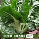 Xinning Brassicae Seeds are edible white stems, large broad leaves, thick skins, high-yield all-season old varieties, Spring Brassica Genda Vegetable Seeds, Broad-leaf Brassicae 2 packs and 3 packs (selected by 60 people)