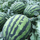 Jingyan watermelon seeds super sweet small watermelon Jingxin 8424 rock sugar unicorn melon Academy of Agricultural Sciences watermelon seedlings lazy melon seeds Jingmei 10K02 about 400 capsules
