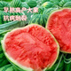Meidu 8482 Kirin Watermelon Seed Collection Lazy Man Sweet King Seedless High Yield Balcony Small Southern Vegetable Seed Lazy Man 8424 Watermelon About 35 Pieces Original Activity