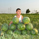 Zhongke Maohua Lazy Man Zhizunbao watermelon seeds, no pruning, no forking, low temperature resistant large fruit watermelon seeds, home gardening potted plants Lazyhan Zhizunbao 100g/box, low temperature resistance, no pruning required