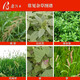 Xin'an Nongwang 757 Glifosato de sal de amonio 68% de hierba Herbicida de hierba Glyphosato Xin'an Nongwang 50g*50 bolsas