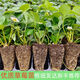 Strawberry seedlings shipped from the original soil, blooming and big fruit for four seasons, cream strawberry seedlings wholesale, fruit plug seedlings for the current year, 6 cream strawberries, shipped from the original soil + fertilizer