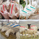 Intelligent Shepherd Pig Marking Crayon Animal Marking Pen Pig Body Brush Animal Marking Spray Paint Animal Husbandry Supplies Red, Green, and Blue Mixed Pack (24 pieces in a box)