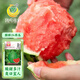 Fengming Yashi early-maturing four-season watermelon seeds thin-skin gift hybrid watermelon seeds Kirin 2K watermelon seeds 50 capsules