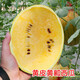 Dayu Yellow Heart Watermelon Seeds, Early Maturity, Yellow Skin, Red Flesh, Yellow Flesh, Special Xiaofeng Watermelon Seeds, Southern Fruit, Huang Meiren, Yellow Skin, Yellow Flesh Watermelon Seeds, 20 capsules, 3 bags