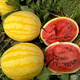 Dayu Yellow Heart Watermelon Seeds Complete Collection Early Mature Yellow Skin Red Flesh Yellow Flesh Special Xiaofeng Watermelon Seeds Southern Fruit Japan丨Benjin Linglong Watermelon Seeds 100 Original