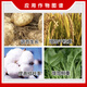 Yue Lian Shanghai Yue Lian 75% gibberellic acid gibberellin 920 growth regulator Miao Qi seed production early flowering seedless 1g*10 bags
