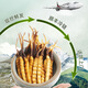
[Tibet Straight Hair] Authentic First Fresh Cordyceps 2025 Selected High Altitude Fresh Cordyceps SF Cold Chain Big Grass 1-1.2g Specifications 10 Roots
