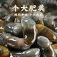 Jingxijia Jingxijia mud snail drunk mud snail ready-to-eat raw pickled Ningbo large sand-free pickled seafood Zhoushan specialty yellow mud snail extra large mud snail king 300g glass bottle