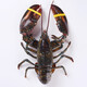 YOUDAO extra large Boston lobster fresh frozen imported Canadian lobster non-live seafood gift box 500-600g