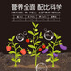 Sinochem potassium sulfate type nitrogen, phosphorus and potassium balanced controlled release compound fertilizer for growing vegetables, fruit trees and flowers, household chemical fertilizer potassium sulfate type 17-17-17 2Jin Jin equals 0.5 kg, free spoon