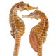 And Taoist Three-spotted seahorse 5g, male and female, gift box, male and female, genuine wine/stool, medicinal herbs for men
