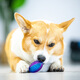 GiGwi dog toy vocal toy ball G-Ball olive small transparent color molar bite-resistant small dog vocal ball