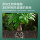 Stanley Money Tree Nutrient Solution Fertilizer Special Fertilizer to Prevent Yellow Leaves, Dead Leaves and Root Rot, General Purpose for Indoor Potted Plants 500ml