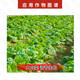 Guoguang Tiandu 8% Aminobutanol, Aminobutanol, Chinese cabbage to promote growth, Aminobutanol Growth Regulator 500g (one bag)