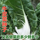 Xinning Brassicae Seeds are edible white stems, large broad leaves, thick skins, high-yield all-season old varieties, Spring Brassica Genda Vegetable Seeds, Broad-leaf Brassicae 2 packs and 3 packs (selected by 60 people)