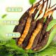 Frischer Cordyceps sinensis Vakuumverriegel
