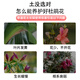 Devodo azalea special nutrient soil 15L gardening green plant potted flower growing soil vegetable soil organic plant material planting soil