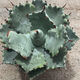 
Mingyu Junyue Argan Agave Trendy Plants are simple and easy to grow desert green plants with thick leaf agave drought-tolerant plants. Argan Agave 8-10 cm. No pots
