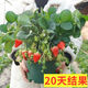 (Results 20 days after the slow seedling period) Cream Strawberry Seedlings Potted Four-Season Strawberry Saplings Planted in the South and North Cream Strawberry All-Season Fruits Cold-resistant and Freezing-resistant (1 seedling) The amount of fruit is average*