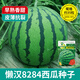 Meidu 8482 Kirin Watermelon Seed Collection Lazy Man Sweet King Seedless High Yield Balcony Small Southern Vegetable Seed Lazy Man 8424 Watermelon About 35 Pieces Original Activity
