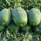 Zhongke Maohua Lazy Man Zhizunbao watermelon seeds, no pruning, no forking, low temperature resistant large fruit watermelon seeds, home gardening potted plants Lazyhan Zhizunbao 100g/box, low temperature resistance, no pruning required