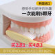 Xinyoujia Korean King's Brosse coréen Dr. White White étendu Big Head Brosse à dents King Brosse de dents 688 Grande Brush Head Hair Soft Nano Gold Brush Head Set 7 Hair 4