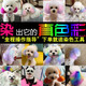 New dog hair dye for pets, white bichon teddy animal dye, cat dye, hair cream, Pomeranian Jianjie peach red, free hair dyeing tools