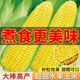 Sweet and crispy fruit corn seeds, big sticks, early-maturing, fragrant and super-sweet corn, eaten raw in all seasons, field planting seeds, high-quality fruit corn seeds, newly planted in season - 5 packs, about 500 grains