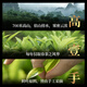 宋凰乌龙茶密韵大单凤凰单丛单枞蜜兰香特级210g中火礼盒装茶叶送领导