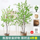 Hua e flow simulation hanging bell tree horse drunken wood plant clothing store bionic fake green plant decoration potted indoor living room floor-standing ornaments 1.8m multi-pole + lined rattan basket