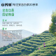 Fangyu Anji White Tea Special Four Diamond Mingqian Green Tea 250g New Tea in 2025 Bag Tea Leaves