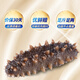Guanshentang Dalian bottom-sown ready-to-eat sea cucumber fresh sea cucumber seafood aquatic New Year gift box 1000g 18-24 pieces Selection