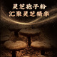 
Lei Yunshang Renaissance Spore Powder Gift Box Ganoderma lucidum 100g supplements for Ganoderma lucidum to be given to elders after surgery to get gifts for Dragon Boat Festival gifts